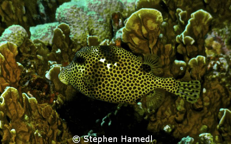 Spotted box by Stephen Hamedl 