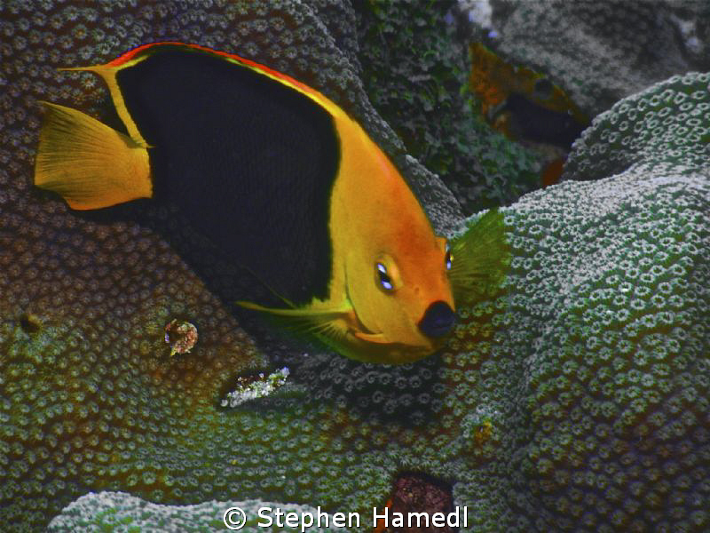 Rock Beauty by Stephen Hamedl 