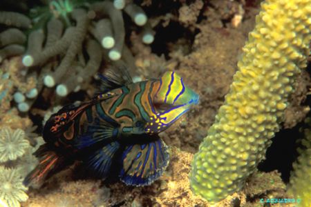 Mandarin Fish - Manado,Indonesia-F90X+105mm by Acquadro Clemente 