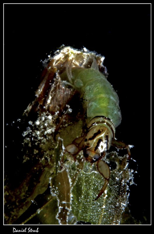 Phyrganea grandis :-D by Daniel Strub 