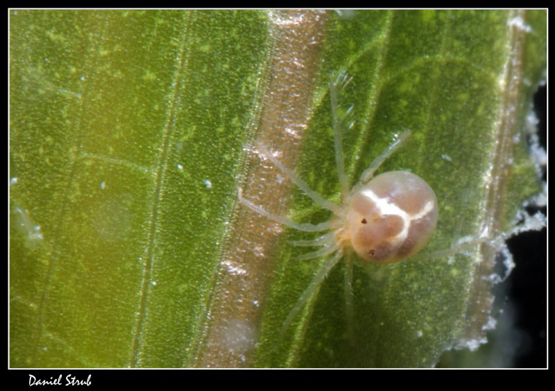 Hydracarien (100 mm macro, with Subsee +10 wetlens) :-D by Daniel Strub 