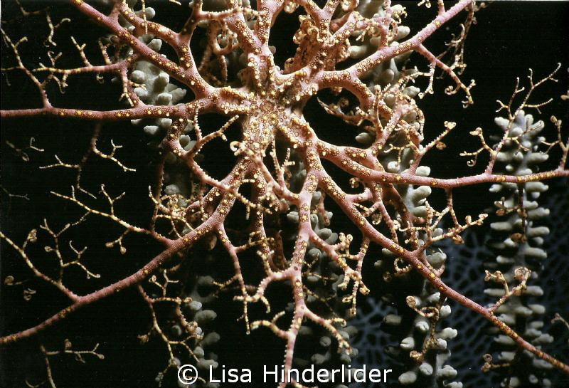 Basket star beauty at night. by Lisa Hinderlider 