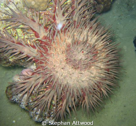 Crown of Thorns (Acanthaster placi) found during a night ... by Stephan Attwood 