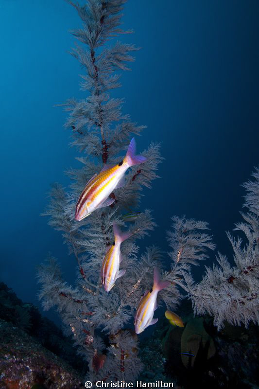 3 Goatfish by Christine Hamilton 
