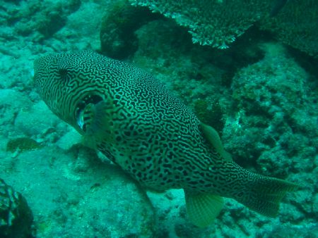 Taken at Pulau Perhentian, West Malaysia by Dennis Siau 