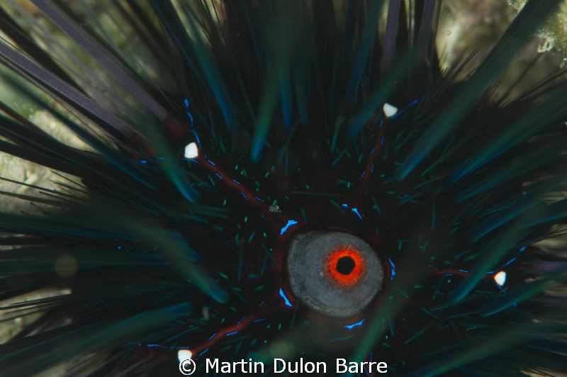 Diadema Sea Urchin D700 105mm+ 2XTC by Martin Dulon Barre 