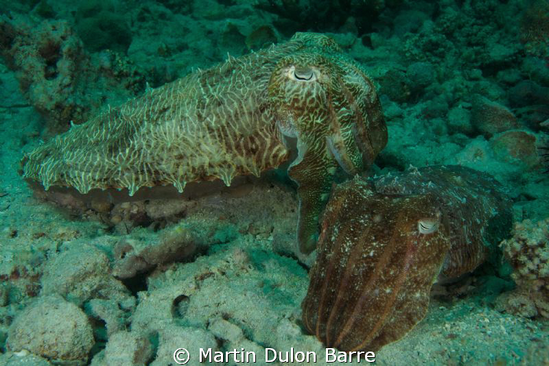 Cuttlefish Friends.
Subal D700 @ F20 1/100 ISO 200, 17-3... by Martin Dulon Barre 