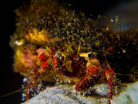 Hermit Crab up close and personal... by Budy Lukman 