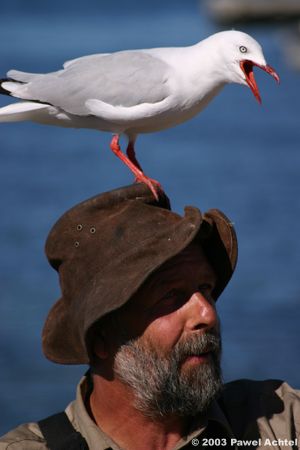Man of the Sea
Canon EOS-10D, 300mm by Pawel Achtel 