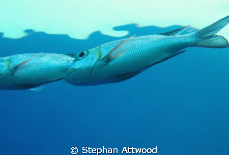 Bigeye Emperor at 2M. by Stephan Attwood 
