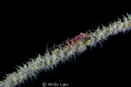 goby fish by Andy Lau 