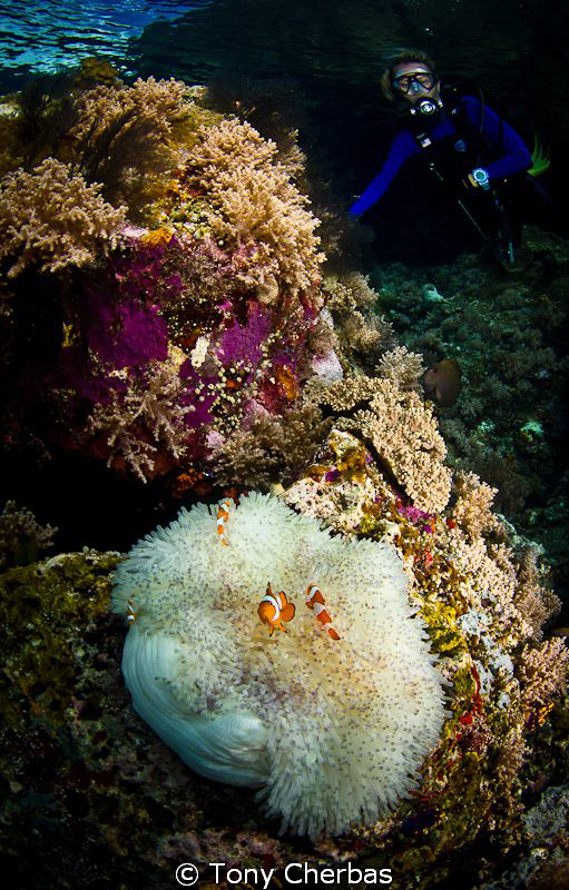 "Finding Nemo" by Tony Cherbas 