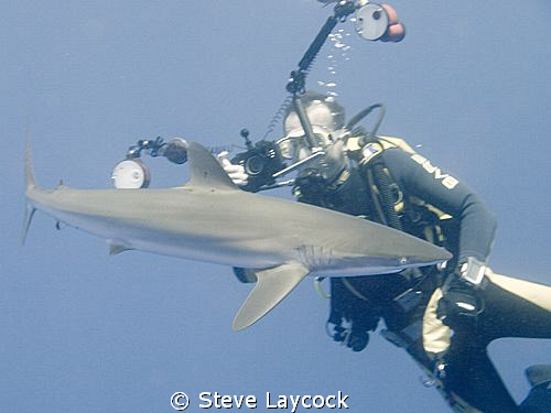 Silky shark gets a lust for our strobes by Steve Laycock 