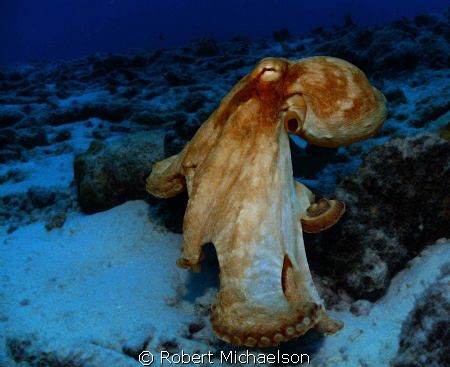 Octopus near Capt Don's Bonaire. Seallife DC1000 by Robert Michaelson 