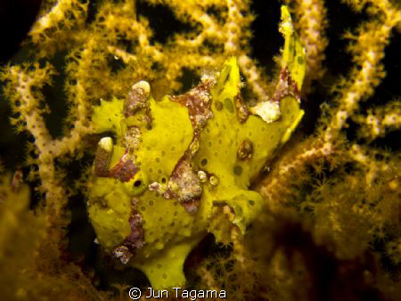 Frogfish - G12 + UCL165 by Jun Tagama 