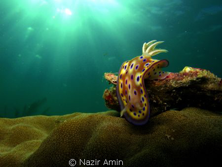 Chromodoris Kunei, Taken with canon g9 + internal flash by Nazir Amin 