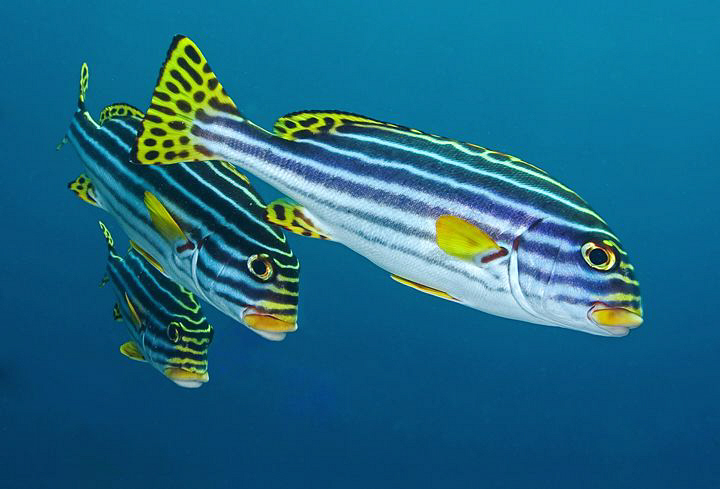Sweetlips, Tulamben by Doug Anderson 