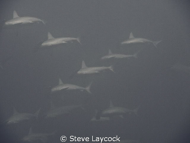 A little closer to the Jumna pack by Steve Laycock 