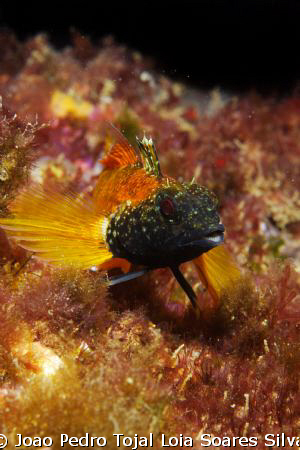 A Tripterygion delaisi territorial male. This shot was ta... by Joao Pedro Tojal Loia Soares Silva 