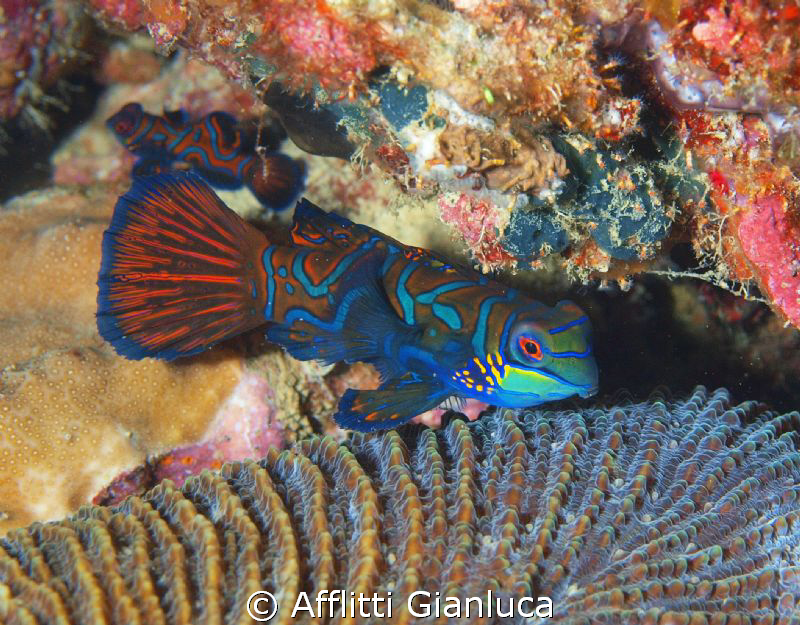 mandarin fish by Afflitti Gianluca 