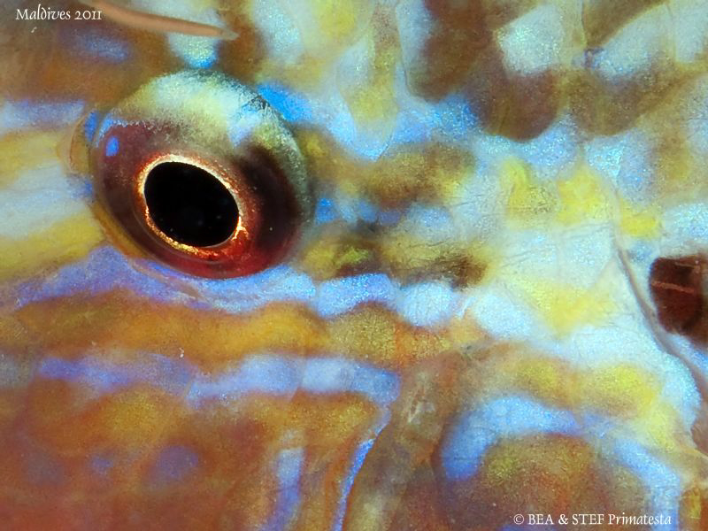 Eye of Parupneus macronema. by Bea & Stef Primatesta 