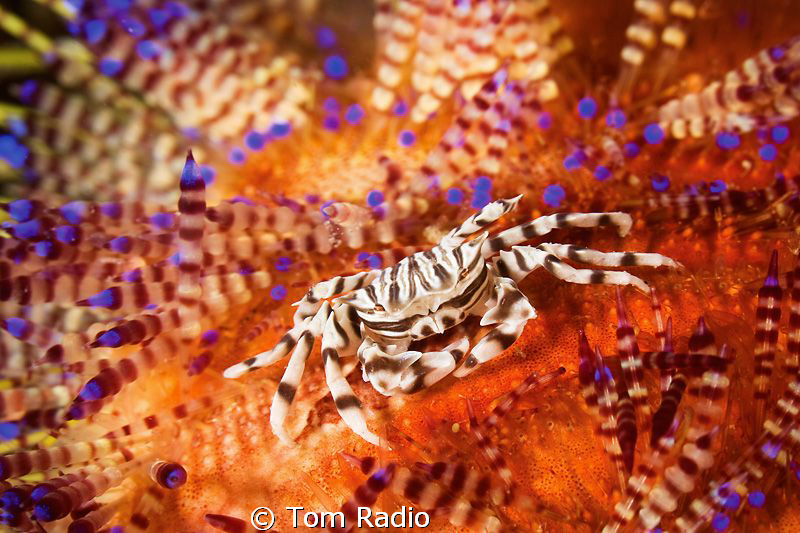 Zebra Crab
Ambon, Indonesia by Tom Radio 