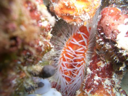 Bearded Clam, taken at Fourth Window Dive site, just off ... by Mark Hoevenaars 
