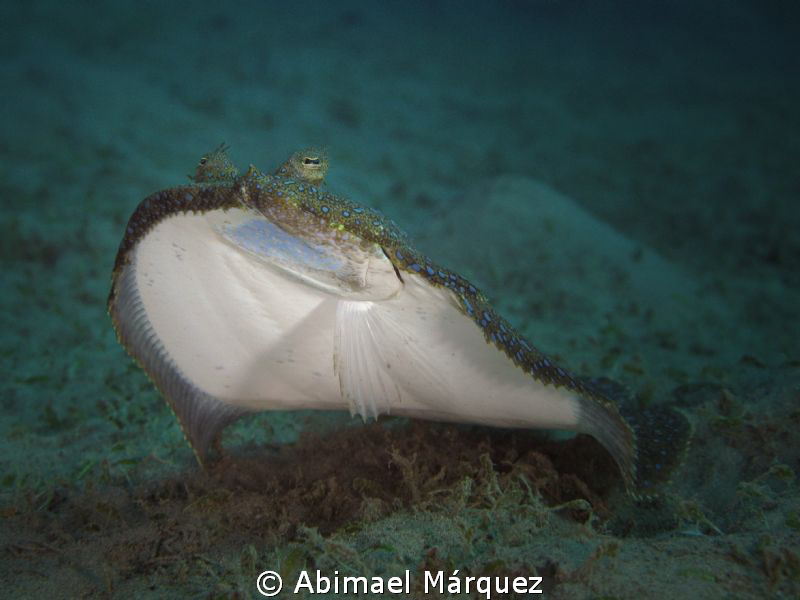 Flounder by Abimael Márquez 