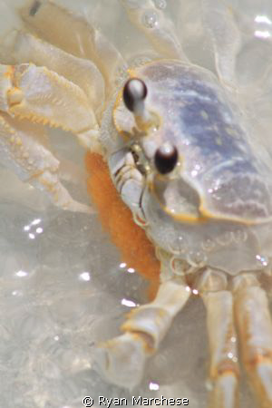 Ghost crab carrying eggs by Ryan Marchese 