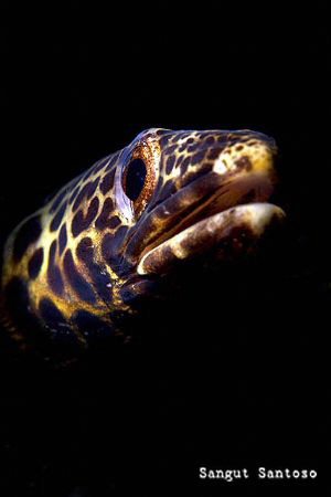 Eel portrait by Sangut Santoso 