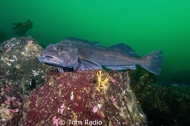 Lingcod
Puget Sound, Washington, U.S.A. by Tom Radio 