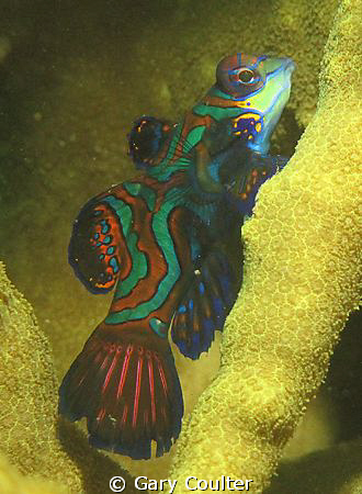Mandarin Fish by Gary Coulter 