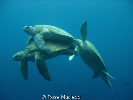 I'd been diving at Sipadan with hundreds of turtles for o... by Ross Macleod 