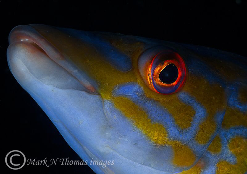 Male cuckoo wrasse, Mewstone, Plymouth. by Mark Thomas 
