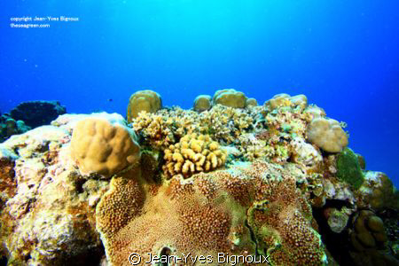 Alot of reef shots that week of diving ,about 6 dives on ... by Jean-Yves Bignoux 