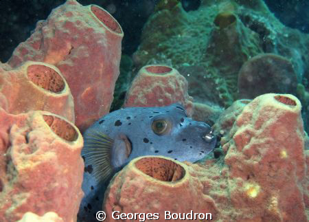 resting on the reef... by Georges Boudron 
