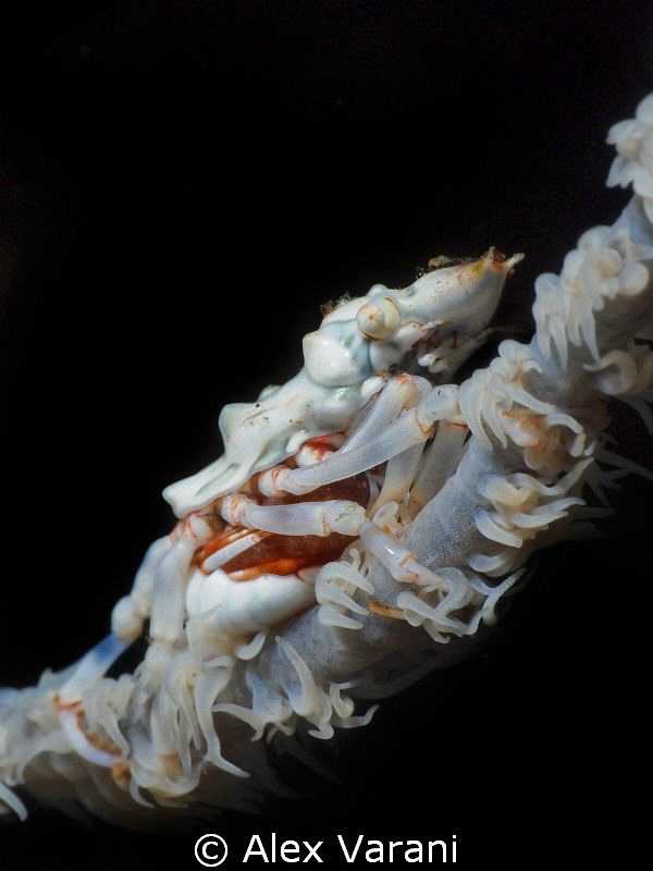 Xenocarcinus tuberculatus by Alex Varani 