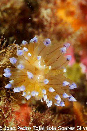 Janolus cristatus shot using Canon EOS 350D in Ikelite ho... by Joao Pedro Tojal Loia Soares Silva 
