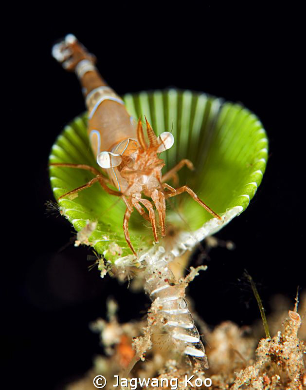 Jumping Shrimp by Jagwang Koo 