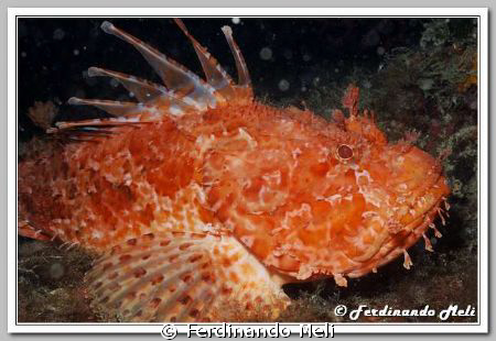 Scorpaena scrofa (very big!) by Ferdinando Meli 
