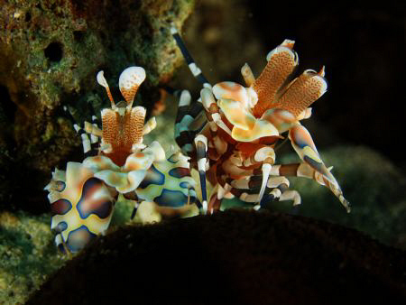 Dinner time...what an unlucky starfish!!! by Bernard Maglana 