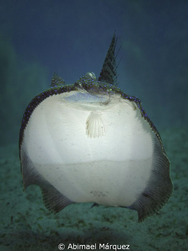 Close encounter with a Flounder by Abimael Márquez 