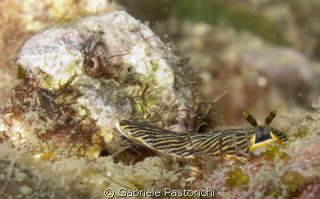Dermatobranchus striatus by Gabriele Pastonchi 