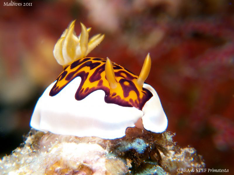 Chromodoris gleniei. by Bea & Stef Primatesta 