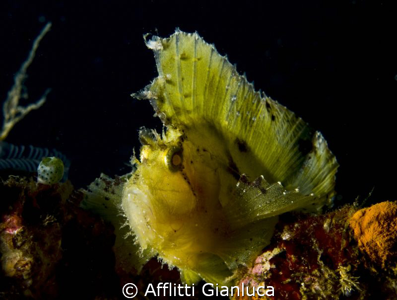 leaf fish by Afflitti Gianluca 