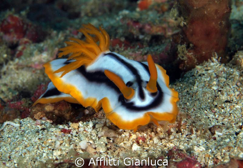 nudibranchia by Afflitti Gianluca 