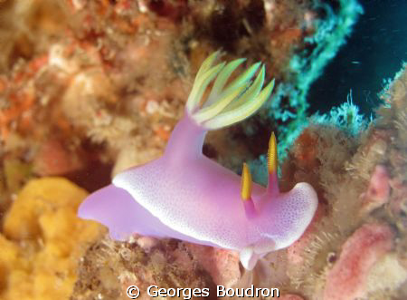 beauty on the reef at  Bunaken by Georges Boudron 