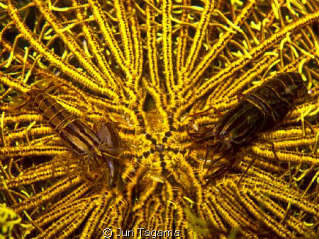 De Man's Snapping shrimps by Jun Tagama 