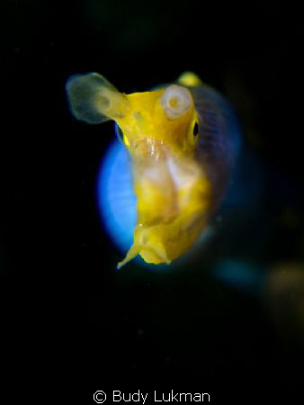 Ribbon Eel close up by Budy Lukman 