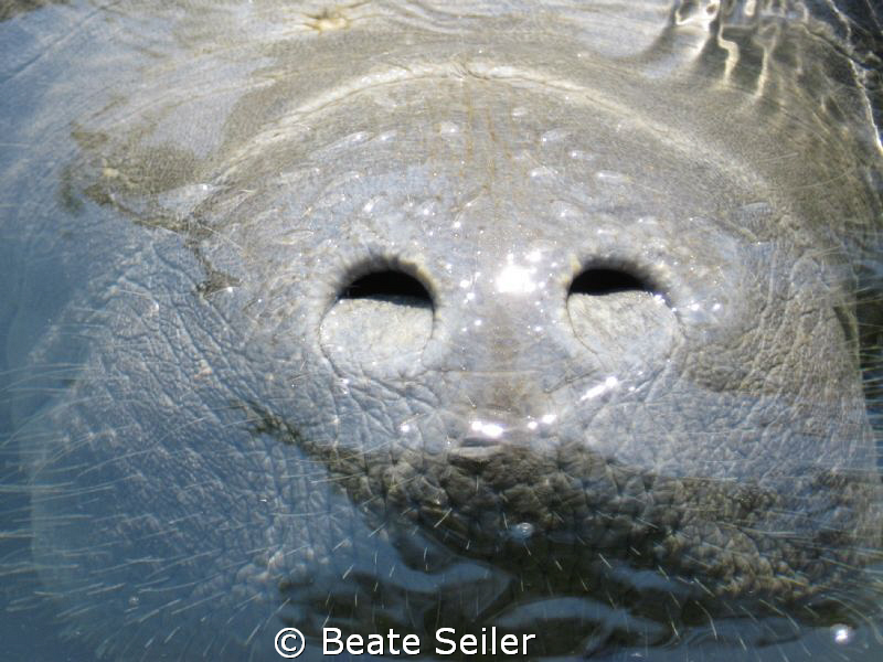 Manatee at the Wakulla River , I didn't bring UW/camera !... by Beate Seiler 